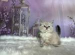 Jerry - Siberian Kitten For Sale - 
