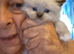 Noname 21 - Ragdoll Kitten For Sale - Niles&comma; OH&comma; US
