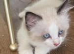 May 24th Litter Bi Color Male Ragdoll - Ragdoll Kitten For Sale - 