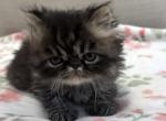 Panda is a Beautiful Chocolate Tabby Boy - Persian Kitten For Adoption - Las Vegas&comma; NV&comma; US