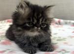 Panda is a Beautiful Chocolate Tabby Boy - Persian Kitten For Adoption - Las Vegas&comma; NV&comma; US