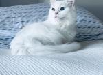 Princess - Ragdoll Cat For Sale/Service - Central Point&comma; OR&comma; US