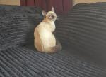 Thai kittens Ready Now - Thai Kitten For Sale - Liberty&comma; MO&comma; US