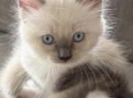May 24th Ragdoll Blue Point Male Socked Mitted - Ragdoll Kitten For Sale - 