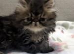 Rolo is a Sweet Chocolate Tabby Boy - Persian Kitten For Adoption - Las Vegas&comma; NV&comma; US
