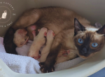 Siamese Kittens Ready Sept 16th - Siamese Kitten For Sale - Liberty&comma; MO&comma; US
