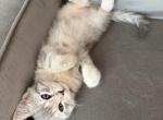 Silky - Scottish Straight Kitten For Sale - Glendale&comma; AZ&comma; US
