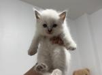 Brooklyn Himalayan Cats - Himalayan Kitten For Sale - Brooklyn&comma; NY&comma; US