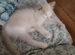 Jimmie - Ragdoll Kitten For Sale - Reading&comma; PA&comma; US