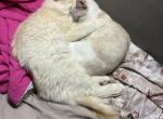 Najm STUD SERVICE coming August - Ragdoll Kitten For Sale - Phila&comma; PA&comma; US