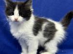 Mix Ragdoll & Turkish Van - Ragdoll Kitten For Sale - Auburn&comma; WA&comma; US