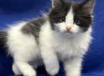 Mix Ragdoll & Turkish Van - Ragdoll Kitten For Adoption - Auburn&comma; WA&comma; US