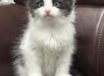 Mix Ragdoll & Turkish Van - Ragdoll Kitten For Adoption - Auburn&comma; WA&comma; US