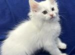 Mix Turkish Van & Ragdoll - Turkish Van Kitten For Adoption - Auburn&comma; WA&comma; US