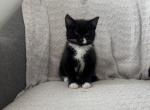 Frisky Maine Coon Kittens Ready Now - Maine Coon Kitten For Sale - 