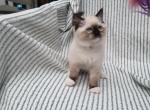 Zinnia - Ragdoll Kitten For Sale - 