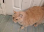 Marco - Domestic Cat For Adoption - Auburn&comma; CA&comma; US