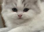Leo - Persian Kitten For Sale - Philadelphia&comma; PA&comma; US