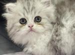 Zee - Persian Kitten For Sale - Philadelphia&comma; PA&comma; US