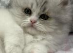 Kiki - Persian Kitten For Sale - Philadelphia&comma; PA&comma; US