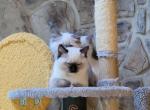 Marigold - Ragdoll Kitten For Sale - Reading&comma; PA&comma; US