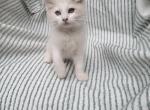 Jimmie - Ragdoll Kitten For Sale - 