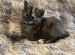 Maine Coon Kittens - Maine Coon Kitten For Sale - Colorado Springs&comma; CO&comma; US