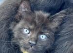 Midnight RagCoons - Maine Coon Kitten For Sale - Boston Harbor&comma; WA&comma; US