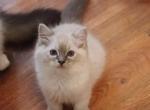Blue lynx mitted - Ragdoll Kitten For Sale - 