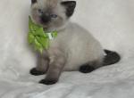 luna - Siamese Kitten For Sale - 
