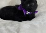 Bella - Manx Kitten For Sale - 