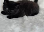 lucy - Domestic Kitten For Sale - 