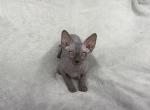 Cobalt - Sphynx Kitten For Sale