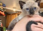 Siamese Male - Domestic Kitten For Sale - Citrus Heights&comma; CA&comma; US