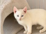 Snowball - Khao Manee Kitten For Sale - San Diego&comma; CA&comma; US