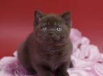 British shorthair kittens - British Shorthair Kitten For Sale - Palm Coast&comma; FL&comma; US