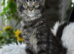 Maine Coon Kittens  For Sale - Maine Coon Kitten For Sale - Charlotte&comma; NC&comma; US