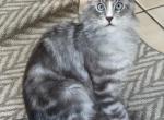 Blue eyed Silver Main Coon - Maine Coon Cat For Sale - Grant Valkaria&comma; FL&comma; US
