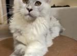 Luna female High Smoke Polydactyl - Maine Coon Kitten For Sale - Grant Valkaria&comma; FL&comma; US