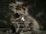 Atreus - Ragdoll Kitten For Sale - 