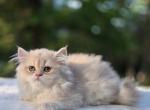 Masya - British Shorthair Kitten For Sale - Quinlan&comma; TX&comma; US
