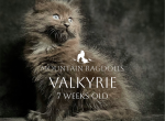 Valkyrie - Ragdoll Kitten For Sale - CA&comma; US