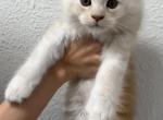 Hookfang - Maine Coon Kitten For Sale - 