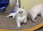 Ragdoll Kittens Ready Now - Ragdoll Kitten For Sale - 