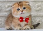 Munchkin Kittens Ready Now - Munchkin Kitten For Sale - 