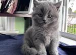 British shorthair Kittens Ready Now - British Shorthair Kitten For Sale - 