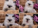 Cuties - Persian Kitten For Sale - Kissimmee&comma; FL&comma; US
