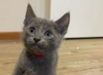 Russian Blue For Lovely Home - Russian Blue Kitten For Sale - Holly Springs&comma; MS&comma; US