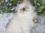 Persian Kittens  ready forever - Persian Kitten For Sale - 
