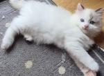 Ragdoll Kittens Available Now - Ragdoll Kitten For Sale - Chesterfield&comma; MO&comma; US